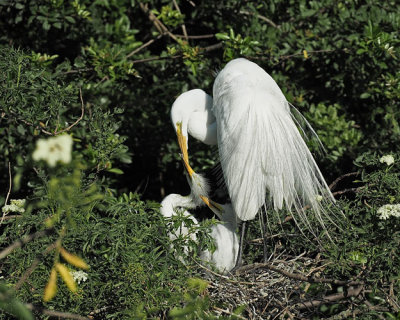 Great Egret Clamped on Mom
