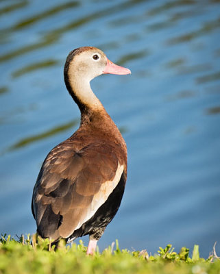 Whistling Duck