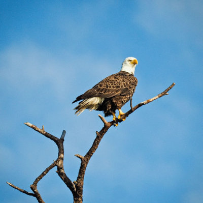 Eagle Sitting on Top