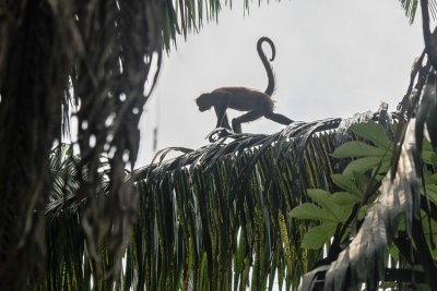 Monkey Traversing Palm