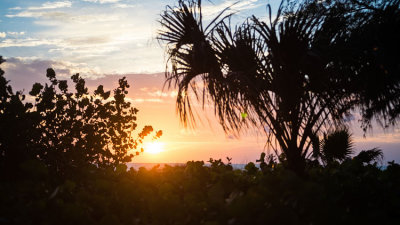 Sunset thru Palms