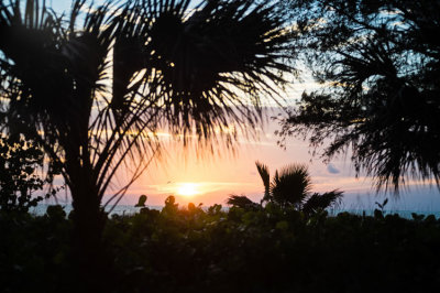 Sunset thru Palms