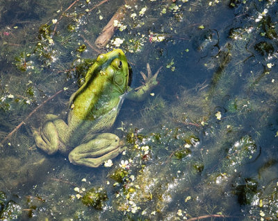 Bull Frog