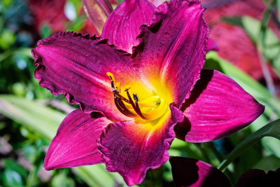 Violet Day Lily