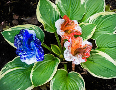 Glass Blooms in Hosta Plant