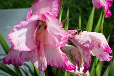 Gladiola with Bee