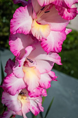 Gladiola