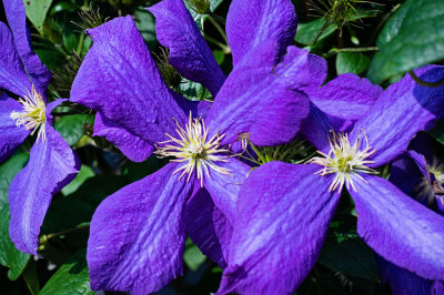 Clematis