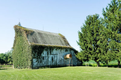 Ivy Covered Barn
