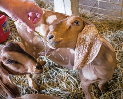 Feeding the Goats