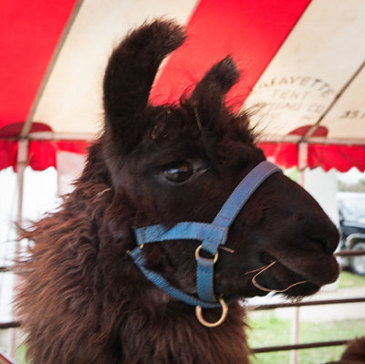 Llama Portrait