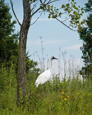 Whooping Crane (USA)