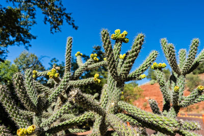 Cactus w Yellow Flowers-6610.jpg