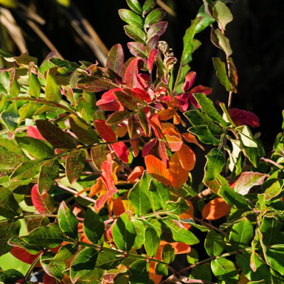 Plant w Red Leaves