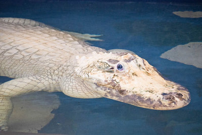 Albino Gator