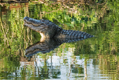 Bull Gator Rising out of Water