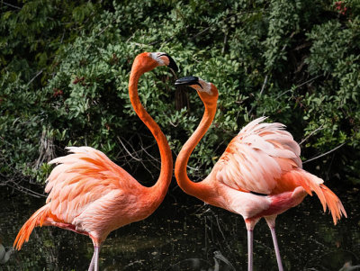 Flamingoes Sparring