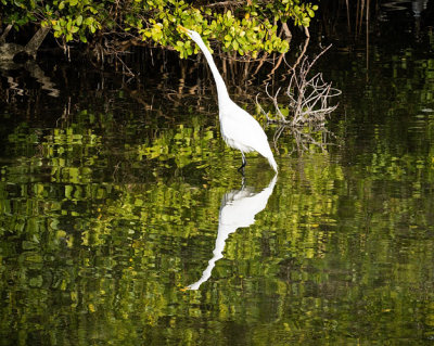 Great Egret in Mangroves