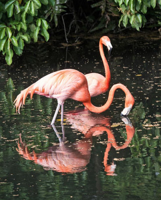 2 Flamingoes Reflect