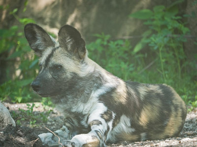 African Wild Dog