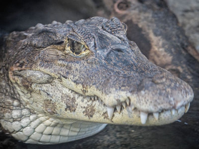 Cayman Portrait