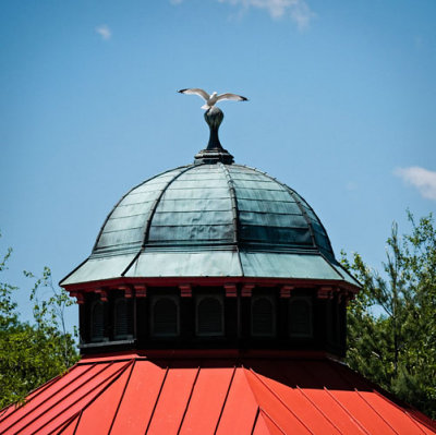 Gull Landing on Dome