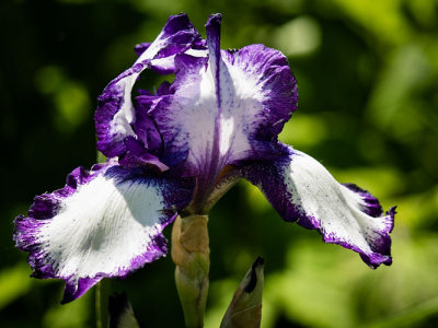 Purple n White Iris