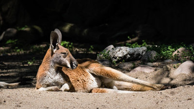 Red Kangaroo