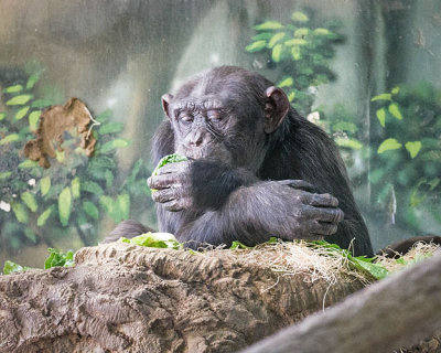 Thoughtful Young Chimpanzee