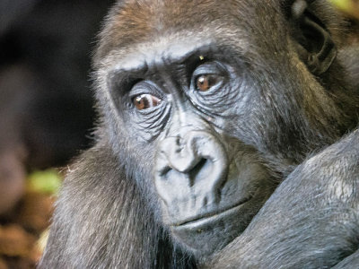 Thoughtful Young Gorilla