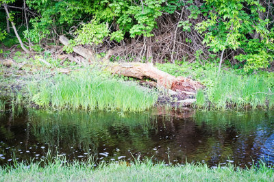 Fallen Log