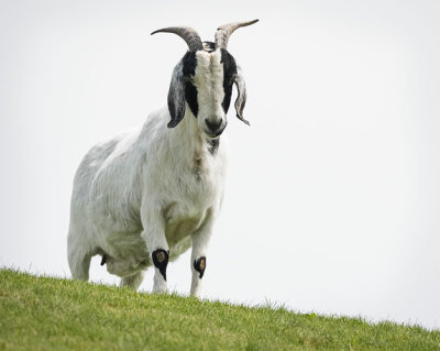 Goat on Roof