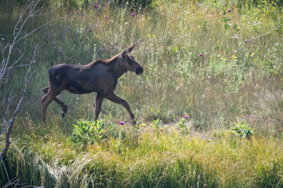 Moose Calf Walking