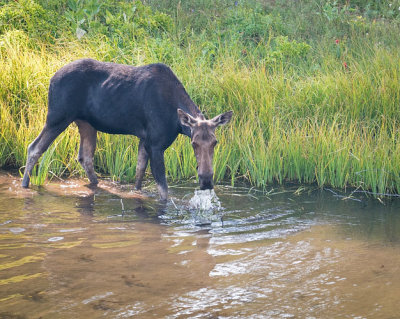 Moose Cow Eating