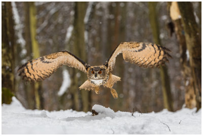 Birds of Prey of Slovakia