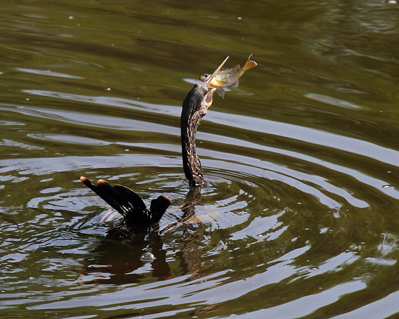 Anhinga
