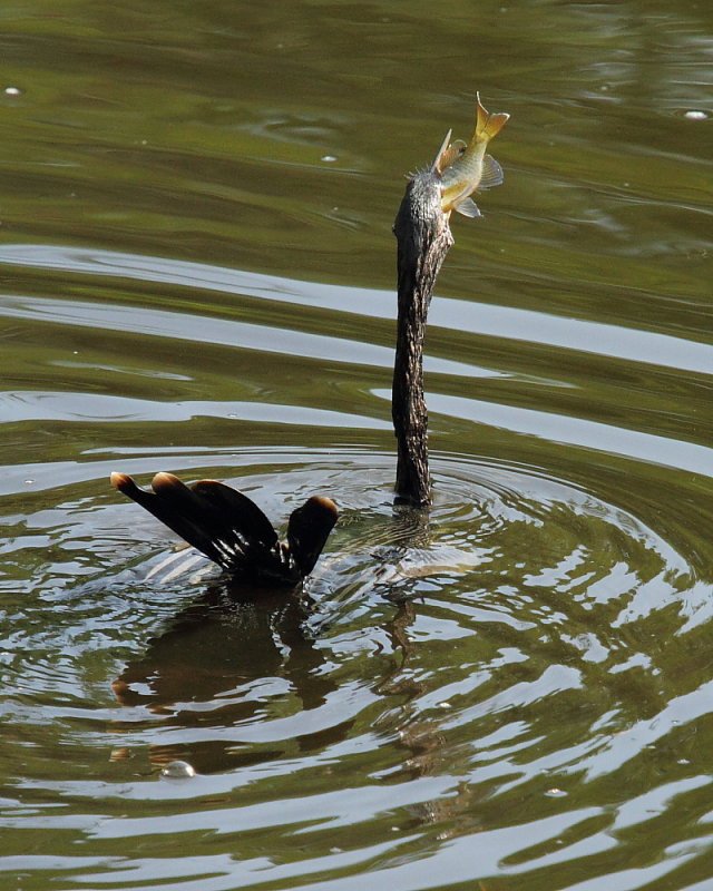 Anhinga