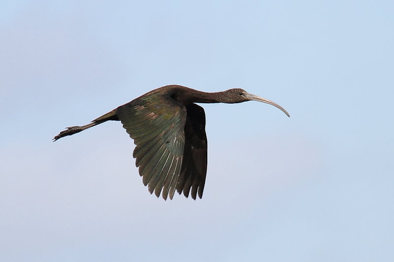 Glossy Ibis