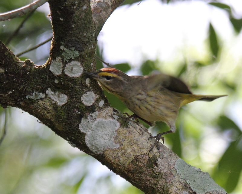 Palm Warbler