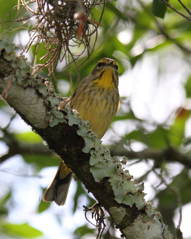 Palm Warbler