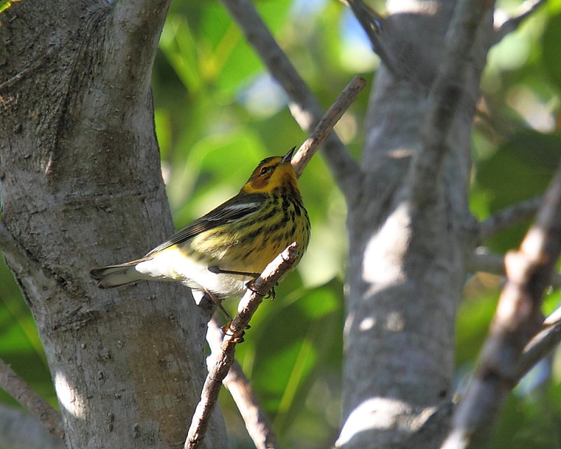 Cape May warbler