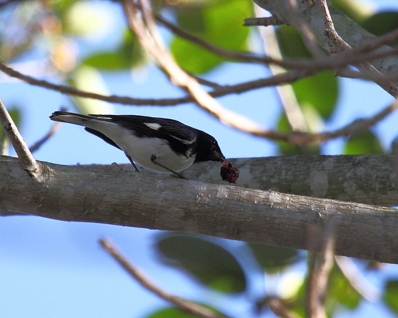 Black-throated Blue Warbler