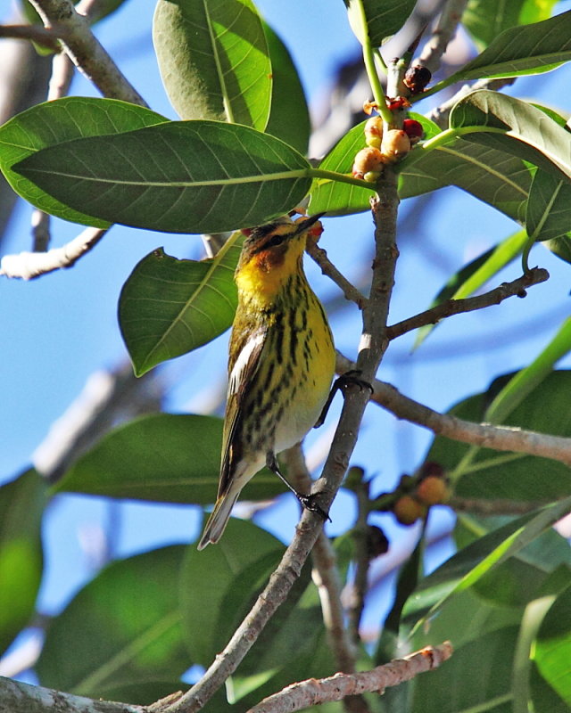 Cape May warbler