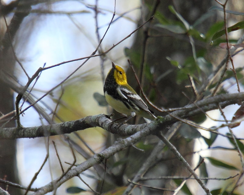Black-throated Green Warbler