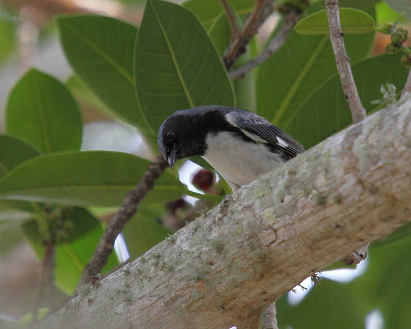 Black-throated Blue Warbler