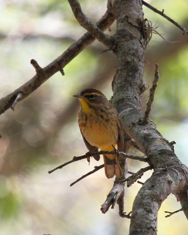 Palm Warbler