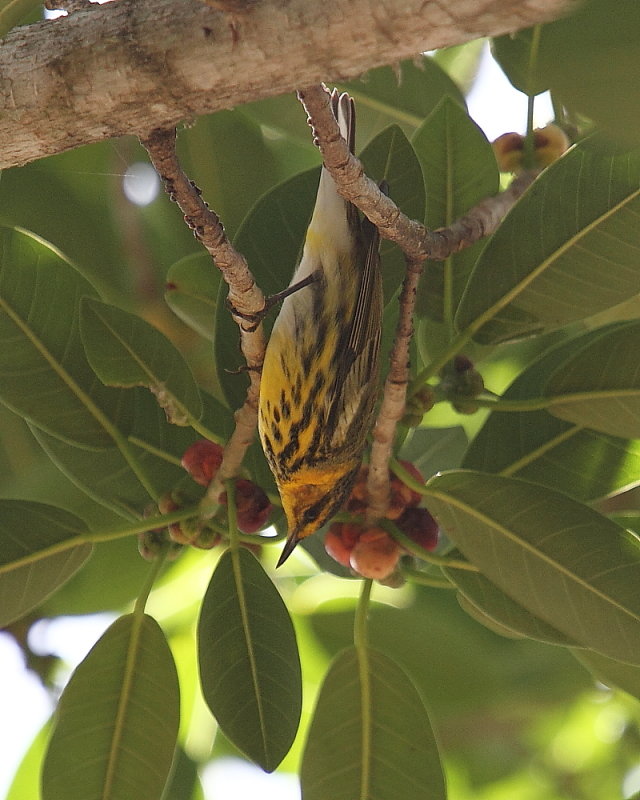 Cape May warbler