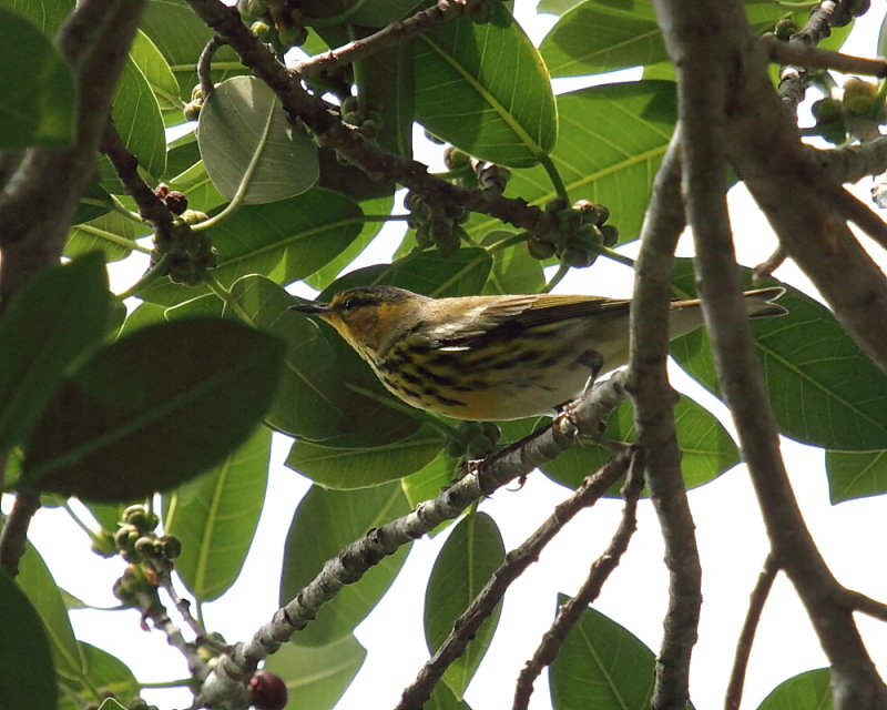 Cape May warbler