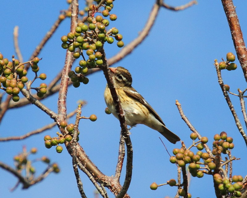 IMG_5363res.JPG