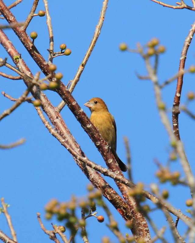 IMG_5372res.JPG